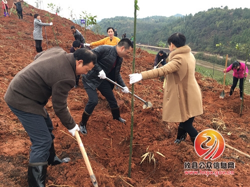 县卫计局组织开展义务植树活动