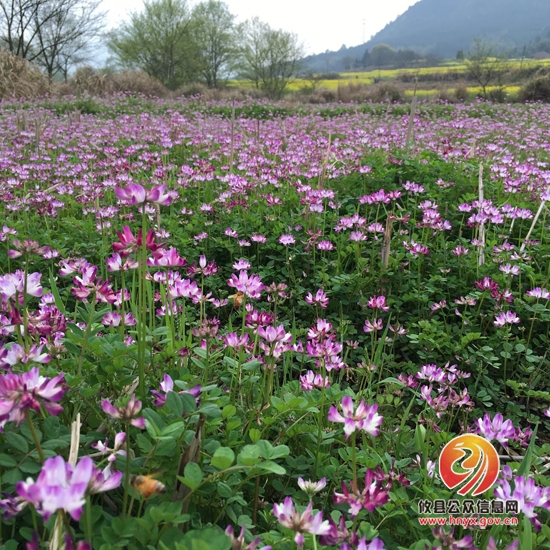 攸县柏市第二届油菜花节盛大开幕