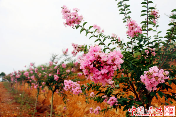 茶陵万亩紫薇花等您来赏