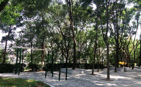 芦淞区全力推进小游园建设 打好城市绿荫三年行动开局战
