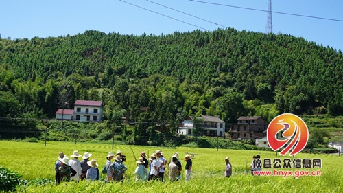 杂交水稻制种无人机“赶粉”在石羊塘千亩制种基地首试成功