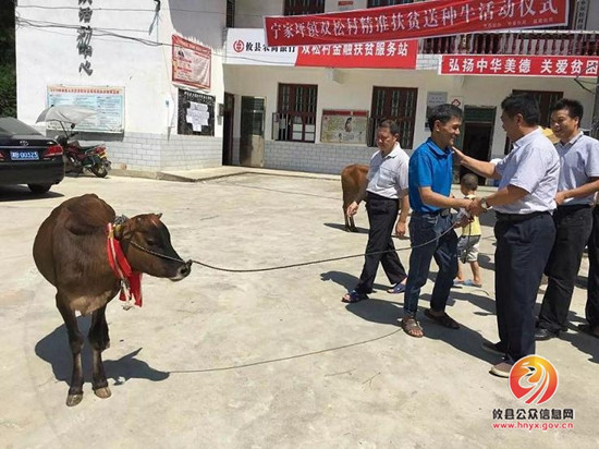 株洲市畜牧水产局为双松村贫困户送种牛