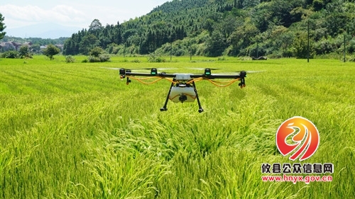 杂交水稻制种无人机“赶粉”在石羊塘千亩制种基地首试成功