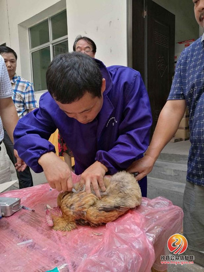 畜牧水产局：加强操练，提高水平，优质服务养殖业