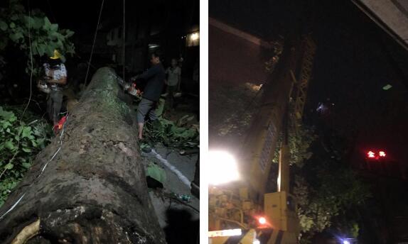 暴风雨推倒大树压民房 区城建局绿化处彻夜抢险保平安