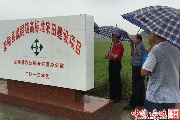 省农开办到茶陵验收高标准农田建设项目