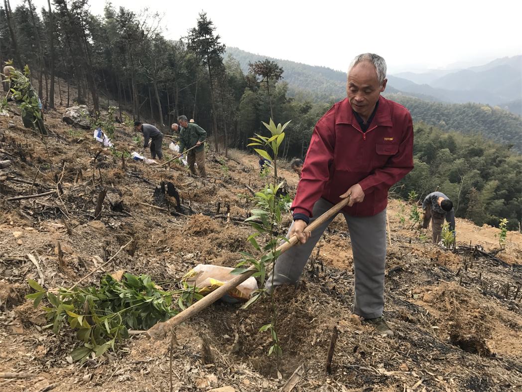 珍贵树种妆点渌湘大地