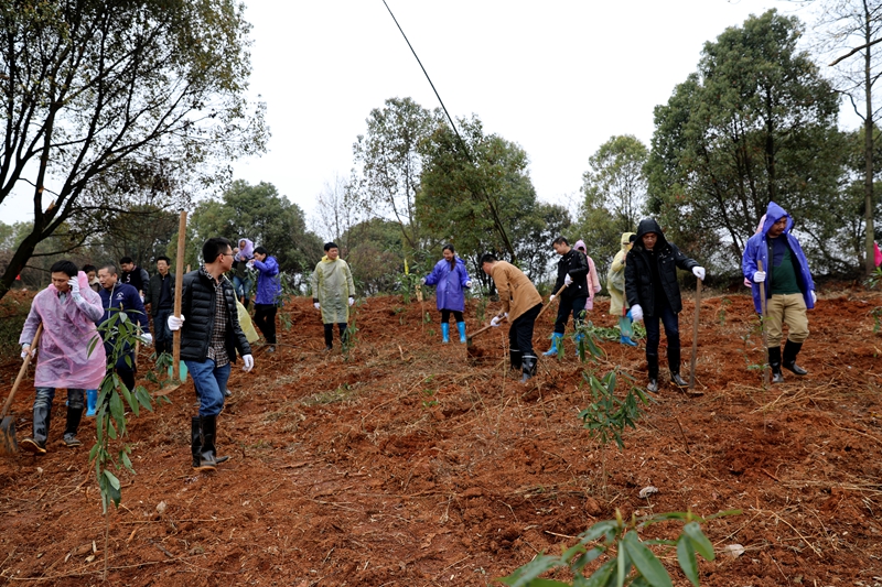 3月9日，我局干部职工在天元区群丰镇长岭社区开展义务植树活动