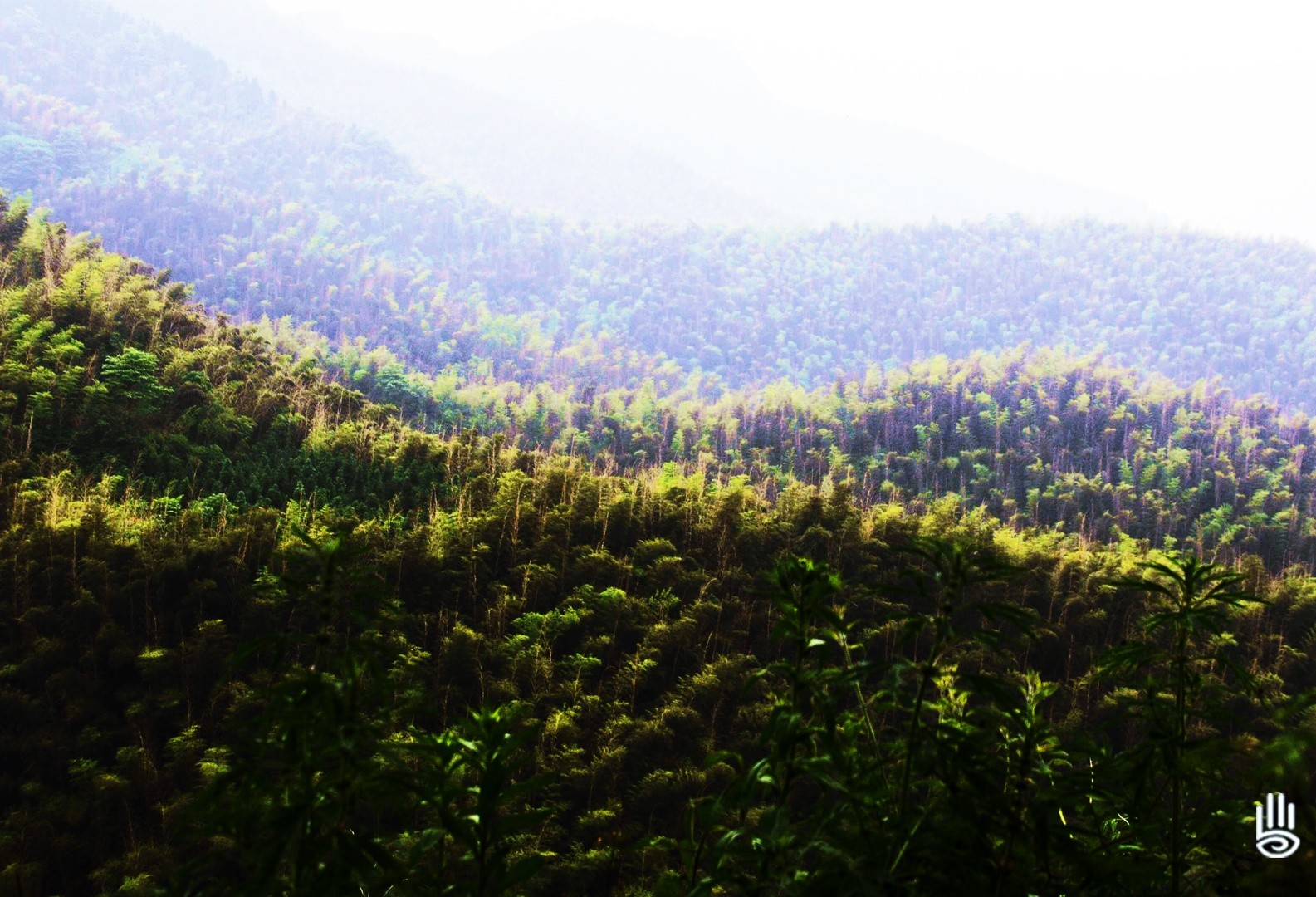 登凤凰山