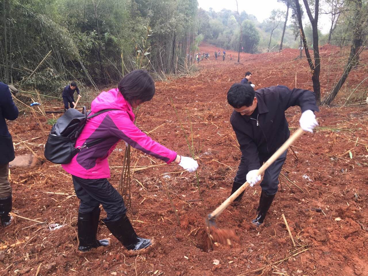 植树护绿 市政府经济金融办在行动