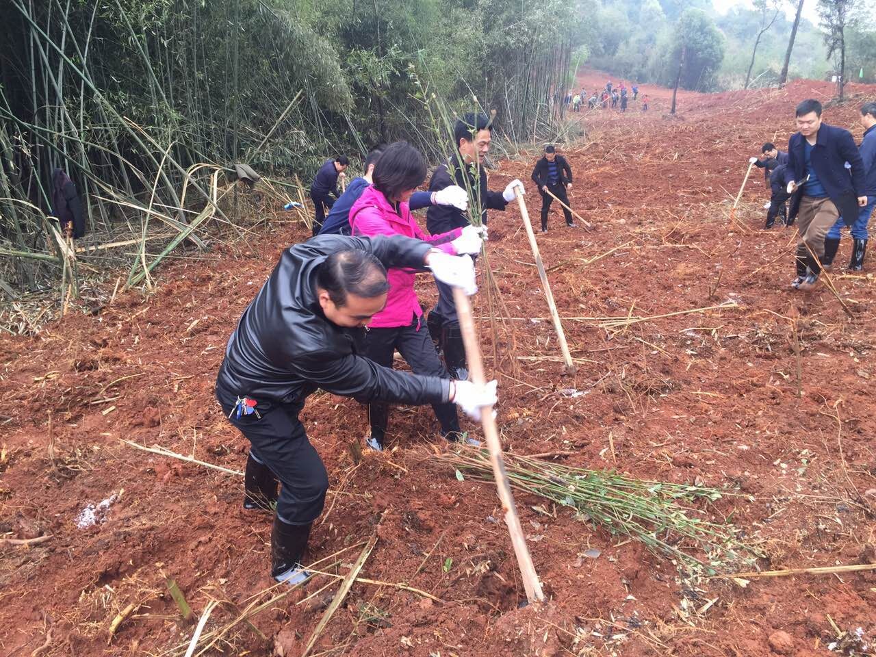 植树护绿 市政府经济金融办在行动