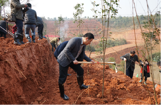 区城建局积极参与义务植树活动