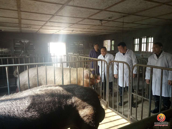 县畜牧水产局局长符劲松调研生猪良种补贴项目