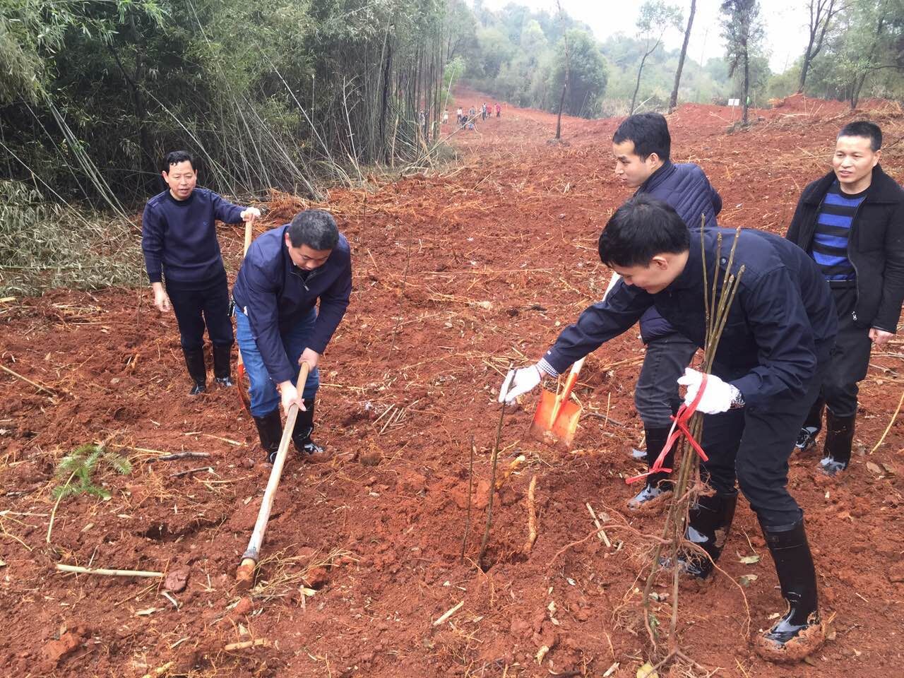 植树护绿 市政府经济金融办在行动