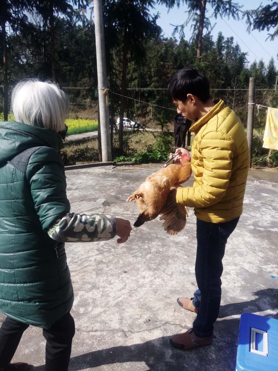 网岭镇稳步推进春季动物防疫工作