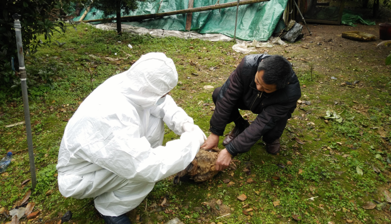 黄丰桥镇进行禽流感监测采样