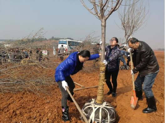 义务植树，绿化家园