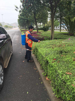 区绿化处集中打药防治树木病虫害