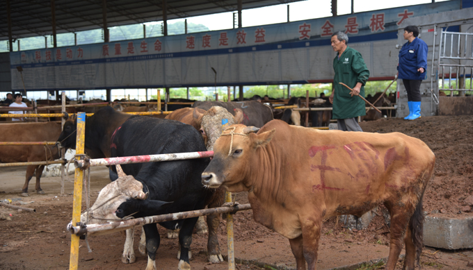 活牛交易市场被取缔