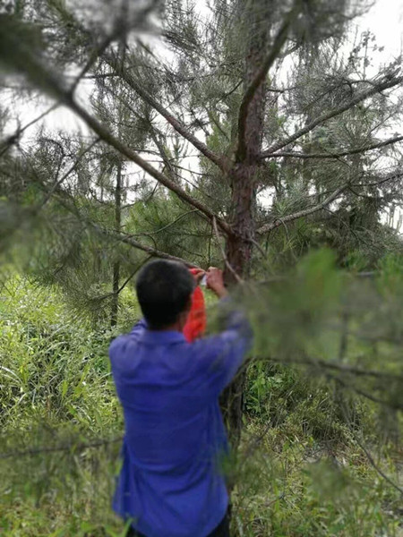 攸县采用赤眼蜂防治松毛虫
