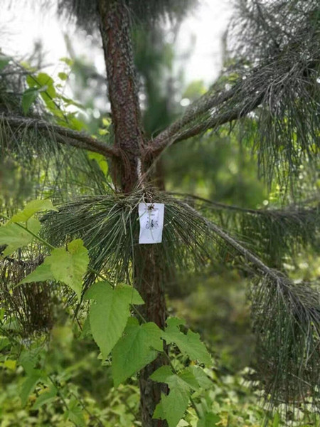 攸县采用赤眼蜂防治松毛虫