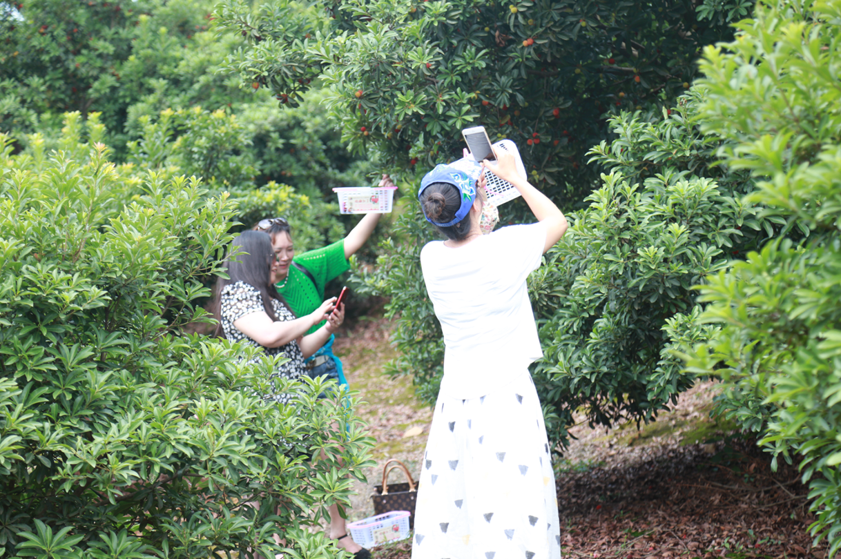 天元区三门松柏首届杨梅节开幕