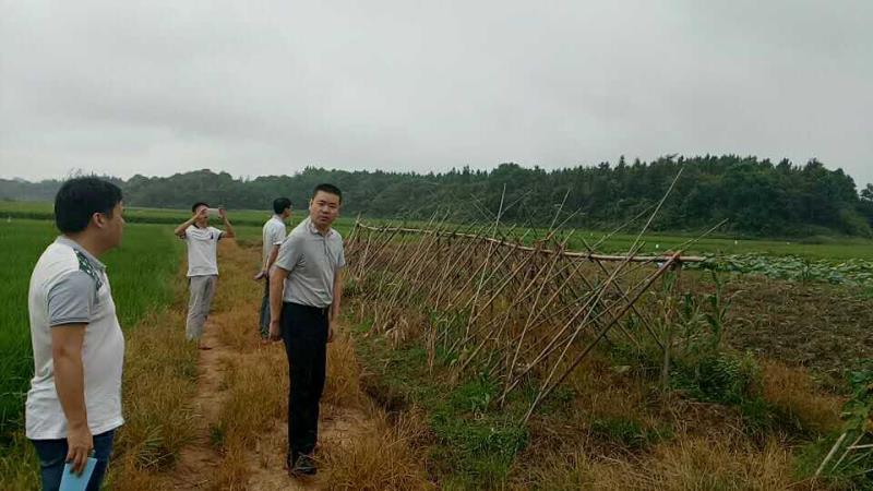 精准扶贫顺民心，网岭镇入户落实五个一