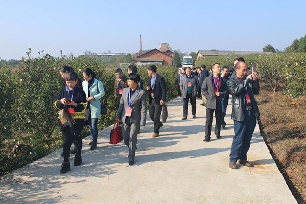 市县人大代表为攸县油茶产业发展建言献策