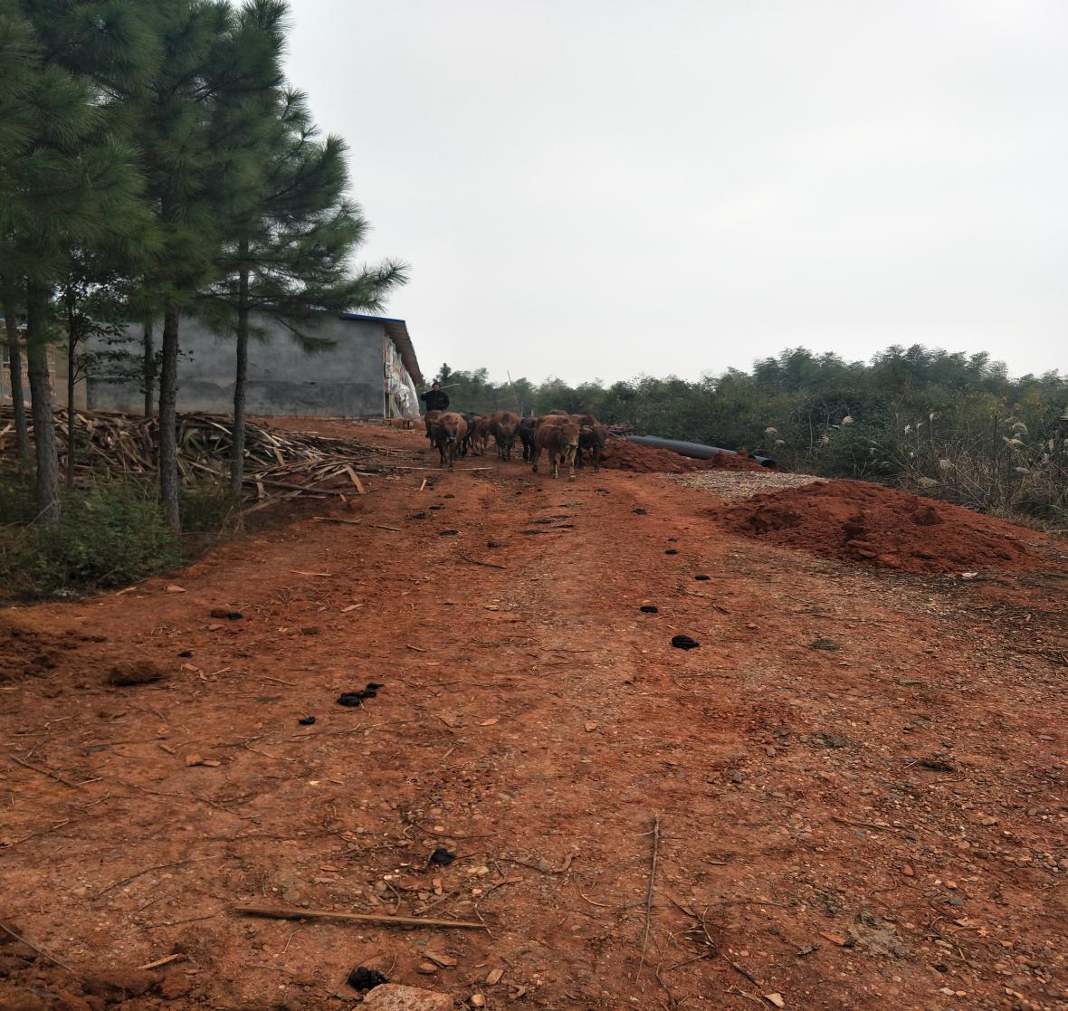 菜花坪镇新建特种野猪养殖场