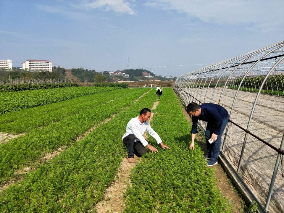 谭桥街道金其蔬菜种植专业合作社助力脱贫