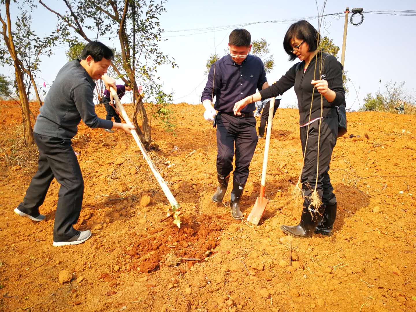 植树添绿 市政府经济金融办迅速行动