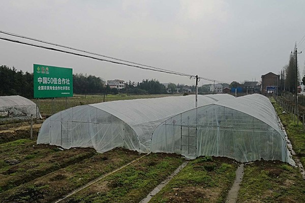 新春走基层:攸县采用“互联网 ”模式 跳出农业做农业