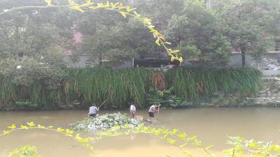 “河长制”让枫溪河变得干净了