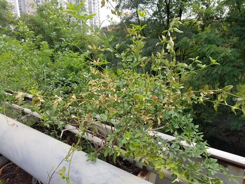 八月份病虫害预警