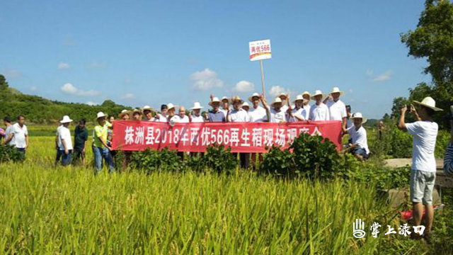 株洲县举办2018年“两优566”再生稻现场观摩会