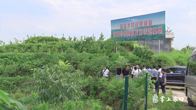株洲县上半年完成人工造林2.1万亩
