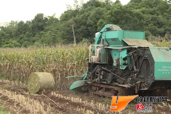 省农委来攸调研种植结构调整工作