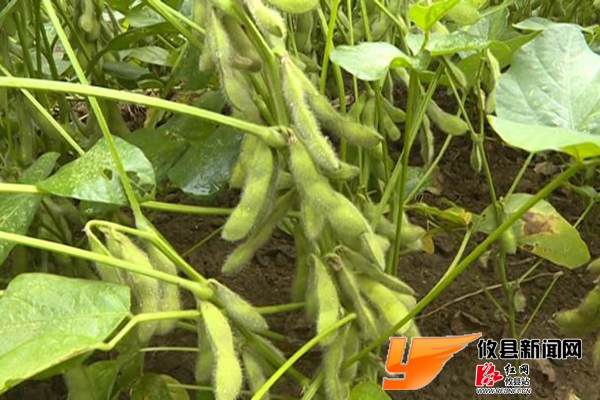 省农委来攸调研种植结构调整工作
