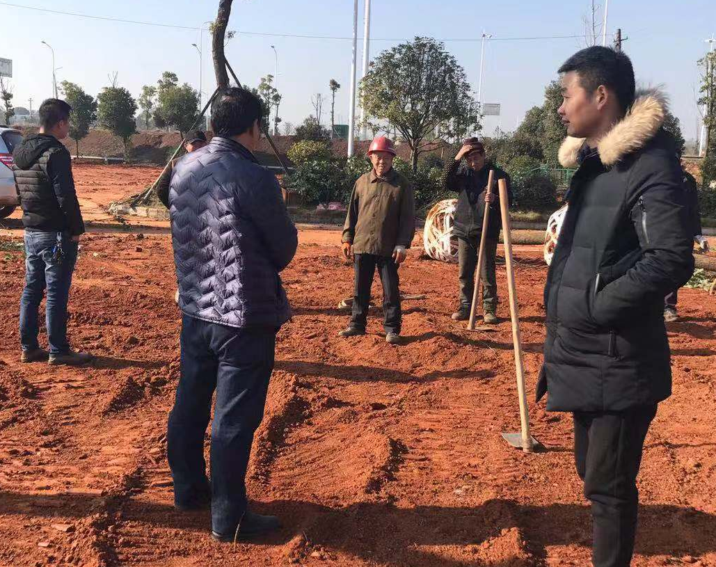 万丰临时安置过渡棚拆迁后生态恢复