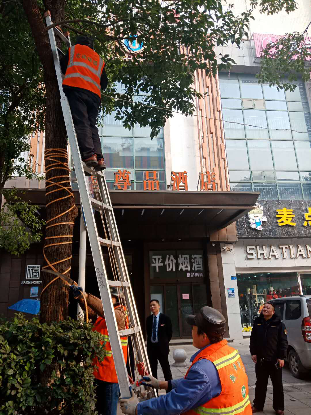 商家招揽顾客行道树上挂彩灯  株洲市城管执法支队拆除“美丽隐患”