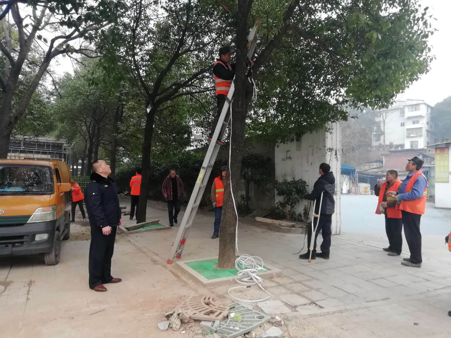 商家招揽顾客行道树上挂彩灯  株洲市城管执法支队拆除“美丽隐患”