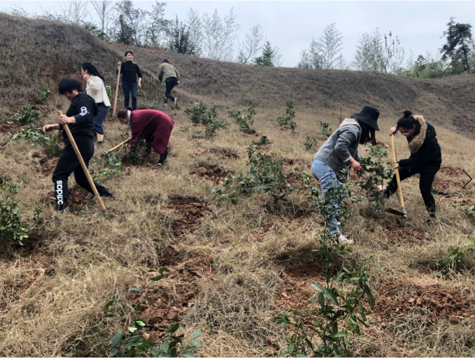 新马先锋行：开垦学生茶园 率先挥汗耕作