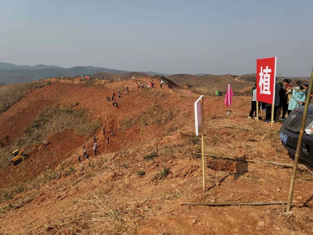 改善人居生态环境，建设株洲美丽乡村 天元区开展2019年义务植树活动