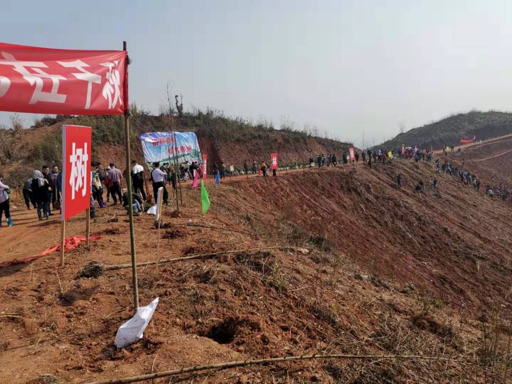 改善人居生态环境，建设株洲美丽乡村 天元区开展2019年义务植树活动