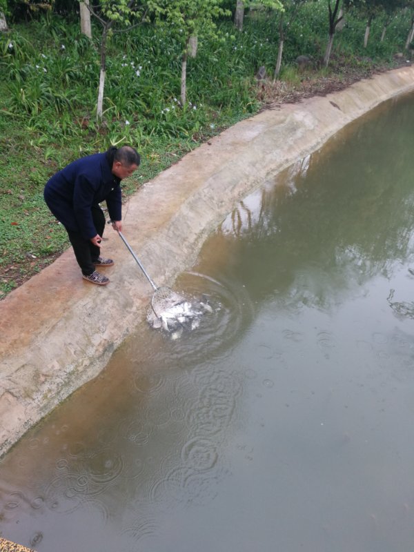 建立水生态系统  投放鱼苗2000余斤