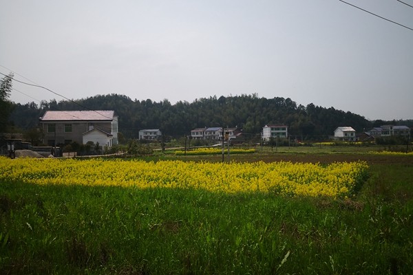 省委统战部调研组来攸调研基层党支部建设和乡村振兴