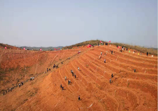 跃上荒山植树去  振兴乡村添绿彩