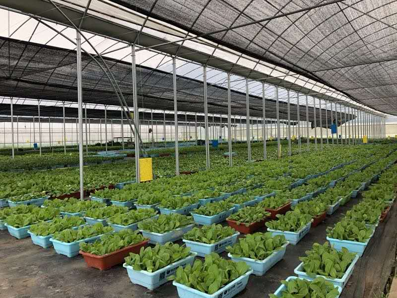 加强蔬菜农药残留抽测 为农产品质量保驾护航