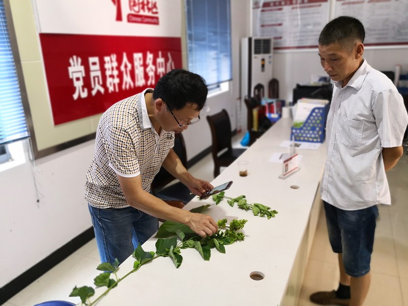 古桑洲桑树患病 “园林医生”妙手回春
