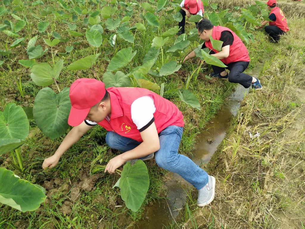 宁家坪镇:一句话就是一次志愿行